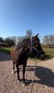 Ponette D à vendre 