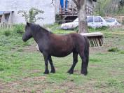 Ponette