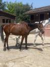 Cheval d'école ou  loisir 