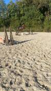 Cheval d'école ou  loisir 
