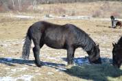 Poney B