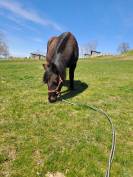 Poney B