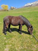Poney B