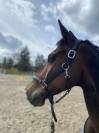 Hongre Zangersheide 13 ans