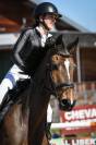 Hongre Zangersheide 13 ans