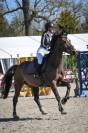 Hongre Zangersheide 13 ans
