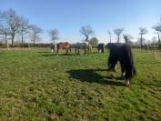 Pension chevaux equipiste