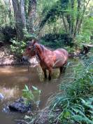 Pension chevaux equipiste