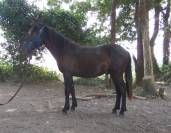 Poulain 1 an PP Pottok livret A