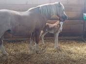 Veulen (ml) Welsh Pony (Section B) Te koop 2025 Vos