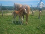 Veulen (ml) Welsh Pony (Section B) Te koop 2025 Vos