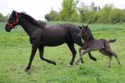 Poulain oldenbourg de sport 