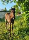 Poulain oldenbourg de sport 