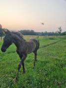 Poulain oldenbourg de sport 