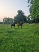 Poulain oldenbourg de sport 
