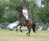Jument de sport