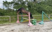 Jument de sport