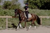 Hongre - Lusitanien - 12 ans - Dressage / Loisir 
