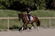 Hongre - Lusitanien - 12 ans - Dressage / Loisir 