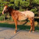 Beautiful Appaloosa 