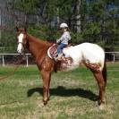 Beautiful Appaloosa 