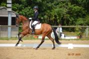Talentueux hongre PRE 