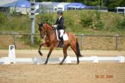 Talentueux hongre PRE 