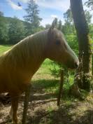 Semental Palomino En venta 2009 Palomino por Eclair Rebel
