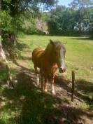 Semental Palomino En venta 2009 Palomino por Eclair Rebel