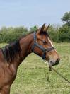 Poulain SF