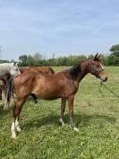 Poulain SF