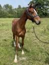 Poulain SF