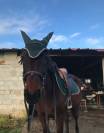 Cheval à vendre Jument trotteuse de 12 ans