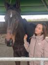 Ruin Andere paarden rassen Te koop 2012 Donker bruin / bai ,  MARESCA SORRENTO