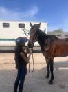 Ruin Andere paarden rassen Te koop 2012 Donker bruin / bai ,  MARESCA SORRENTO