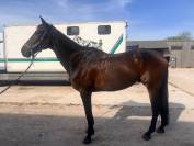 Ruin Andere paarden rassen Te koop 2012 Donker bruin / bai ,  MARESCA SORRENTO