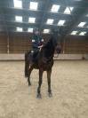 Ruin Andere paarden rassen Te koop 2012 Donker bruin / bai ,  MARESCA SORRENTO