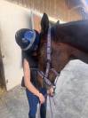 Ruin Andere paarden rassen Te koop 2012 Donker bruin / bai ,  MARESCA SORRENTO