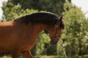 Caballo castrado Lusitano En venta 2016 Bayo por campeador csm