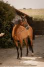 Caballo castrado Lusitano En venta 2016 Bayo por campeador csm