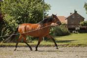 Caballo castrado Lusitano En venta 2016 Bayo por campeador csm