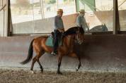 Caballo castrado Lusitano En venta 2016 Bayo por campeador csm