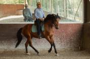 Caballo castrado Lusitano En venta 2016 Bayo por campeador csm
