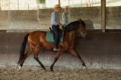 Caballo castrado Lusitano En venta 2016 Bayo por campeador csm