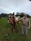 Elevage Palomino  et Arabe