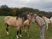 Elevage Palomino  et Arabe