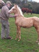 Elevage Palomino  et Arabe