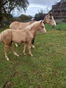 Elevage Palomino  et Arabe
