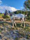cheval barbe