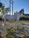 cheval barbe